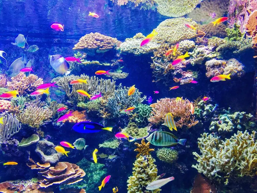 海水魚(yú)缸養(yǎng)殖，鹽度不能忽視